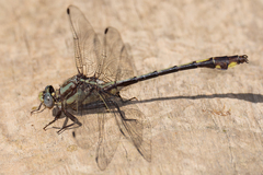 Gomphurus septima