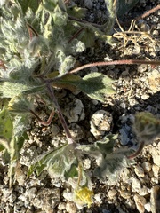 Trichoptilium incisum