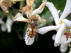 Eristalinus punctulatus
