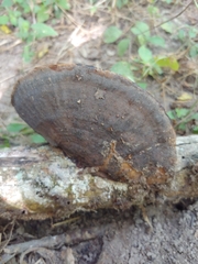 Hexagonia tenuis