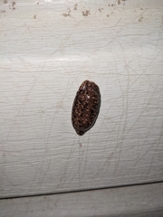 Philomycus carolinianus