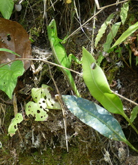 Anolis apollinaris