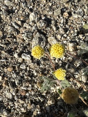 Trichoptilium incisum