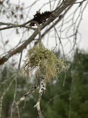 Usnea hirta
