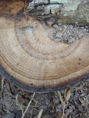 Hexagonia tenuis