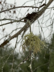 Usnea hirta