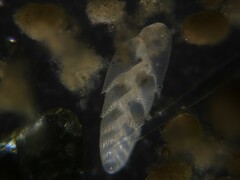 Bolivina beyrichi