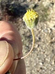 Trichoptilium incisum