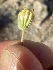 Trichoptilium incisum