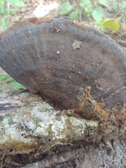 Hexagonia tenuis