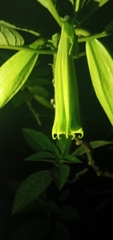 Brugmansia suaveolens