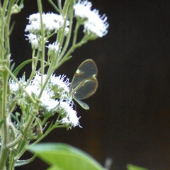 Episcada hymenaea hymenaea