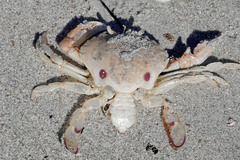 Ovalipes australiensis