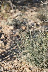 Thamnosma texana
