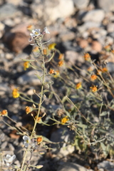 Nerisyrenia camporum