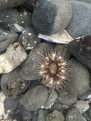 Anthopleura artemisia