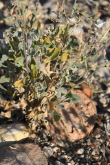 Nerisyrenia camporum