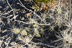 Grusonia grahamii