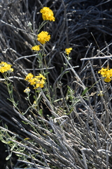 Psilostrophe tagetina