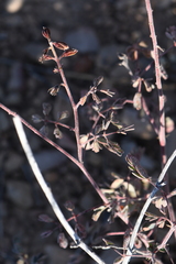 Pomaria melanosticta