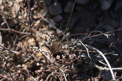 Pomaria melanosticta