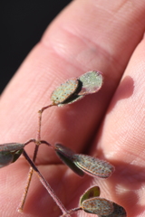 Pomaria melanosticta