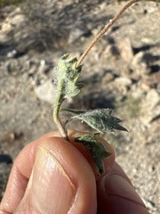 Trichoptilium incisum