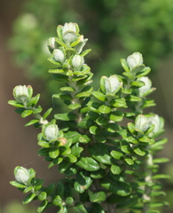 Baccharis uncinella