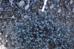 Euploca confertifolia