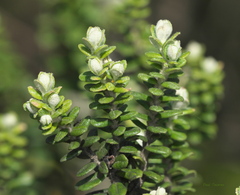 Baccharis uncinella