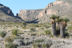 Yucca faxoniana
