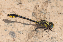 Hylogomphus abbreviatus