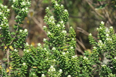 Baccharis uncinella