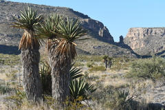 Yucca faxoniana