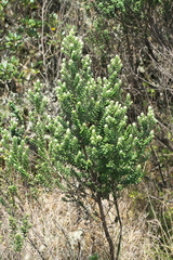 Baccharis uncinella