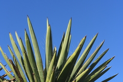 Yucca faxoniana