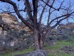 Juglans major