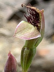 Calochilus paludosus