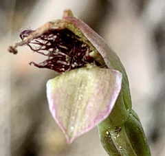 Calochilus paludosus
