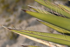 Yucca faxoniana