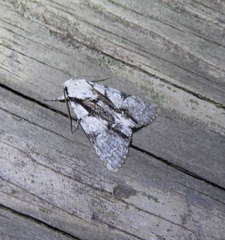 Acronicta funeralis