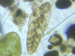 Bolivina beyrichi