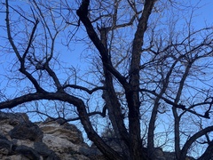 Juglans major