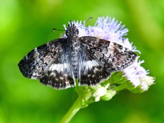 Chiomara georgina