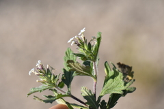 Glandularia quadrangulata