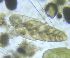 Bolivina beyrichi