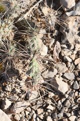 Grusonia grahamii