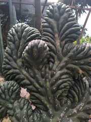 Trichocereus macrogonus