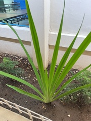 Cymbopogon citratus
