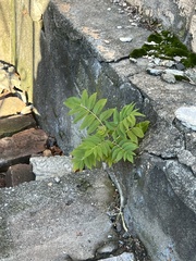 Ailanthus altissima